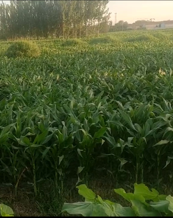 鼎玉928